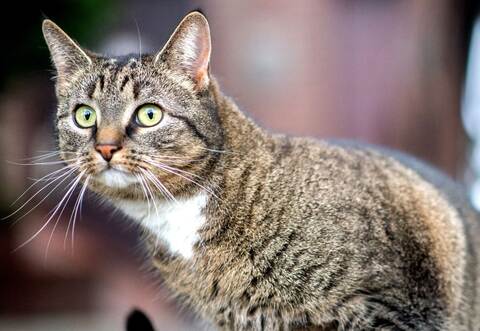 Hauskatze