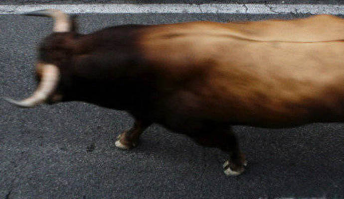 Ein Stier ist vor dem Schlachter aus einer Birkenfelder Fleischfabrik geflüchtet. Polizisten mussten ihn auf einem Bahngleis vor dem Bahnhof Brötzingen-Mitte erschießen, bevor er wartende Fahrgäste verletzten oder einen Unfall mit Autos auf der nahen B294 verursachen konnte. Ein Stier ist vor dem Schlachter aus einer Birkenfelder Fleischfabrik geflüchtet. Polizisten mussten ihn auf einem Bahngleis vor dem Bahnhof Brötzingen-Mitte erschießen, bevor er wartende Fahrgäste verletzten oder einen Unfall mit Autos auf der nahen B294 verursachen konnte.