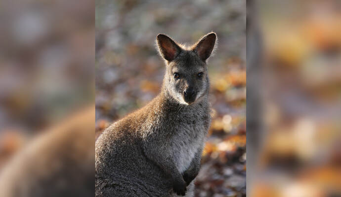 Wer hat dieses Känguru gesehen? Gemeinsam mit seinen Artgenossen ist es flüchtig - und zwar auf Straßen in der Region. Wer hat dieses Känguru gesehen? Gemeinsam mit seinen Artgenossen ist es flüchtig - und zwar auf Straßen in der Region.