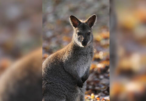 Wer hat dieses Känguru gesehen? Gemeinsam mit seinen Artgenossen ist es flüchtig - und zwar auf Straßen in der Region.