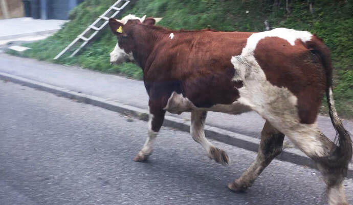 Die ausgebüxte Kuh auf Tour durch Stein.