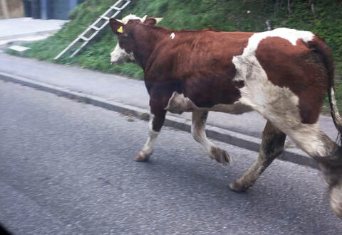 Die ausgebüxte Kuh auf Tour durch Stein.