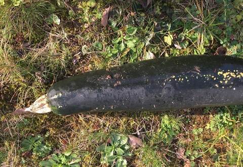 Die vermeintliche Weltkriegsbombe.