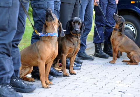 Mit sogenannten Mantrailern suchte die Polizei nach dem Autofahrer.