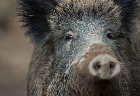 Es gibt offenbar zu viele Wildschweine in der Region. Drückjagden sollen helfen, den Bestand zu reduzieren. Foto: dpa-Archiv