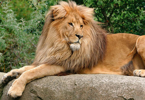 Er könnte als Vorbild für den in Vaihingen an der Enz entwendeten Kunststoff-Löwen gedient haben. 