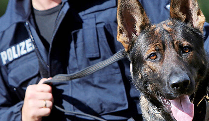 Eine Streife der Polizeihundeführerstaffel konnte am Ortseingang von Langenbrand einen betrunkenen unfallflüchtigen VW-Fahrer festnehmen.  