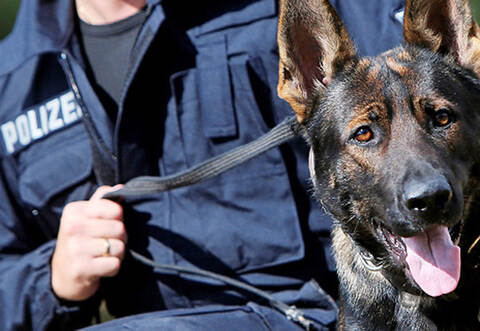 Eine Streife der Polizeihundeführerstaffel konnte am Ortseingang von Langenbrand einen betrunkenen unfallflüchtigen VW-Fahrer festnehmen.  