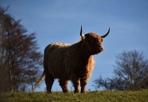 So sehen schottische Hochlandrinder aus.