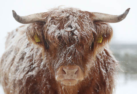 Schnee, Eis, Sturm - für schottische Hochlandrinder kein Grund, sich unbehaglich zu fühlen. Deswegen dürfte es den beiden zwischen Neuhausen und Lehningen von einer Weide entlaufenen Rindern aktuell in der neuen Freiheit recht gut gehen. 