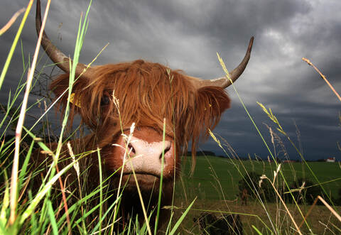 Zwei von einst vier ausgebüxten schottischen Hochlandrindern sind im Wald zwischen Nagold und Würm immer noch spurlos verschwunden.