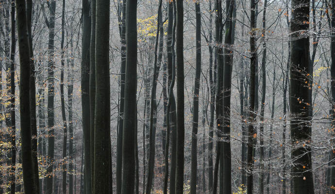 Bei Forstarbeiten im Wald ist ein 26-Jähriger bei Calw schwer verletzt worden. Bei Forstarbeiten im Wald ist ein 26-Jähriger bei Calw schwer verletzt worden.