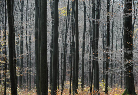 Bei Forstarbeiten im Wald ist ein 26-Jähriger bei Calw schwer verletzt worden.