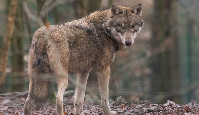 Bei Sersheim hat ein Wolf eine Ziege gerissen. Foto: Symbolbild Bei Sersheim hat ein Wolf eine Ziege gerissen. Foto: Symbolbild