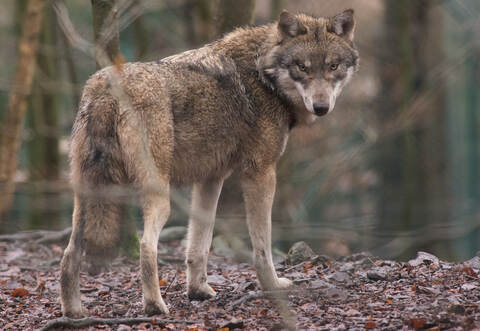 Bei Sersheim hat ein Wolf eine Ziege gerissen. Foto: Symbolbild