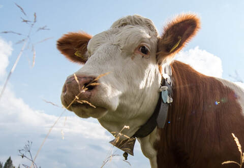 Eine ausgebüxte Kuh hielt die Polizei in Atem.