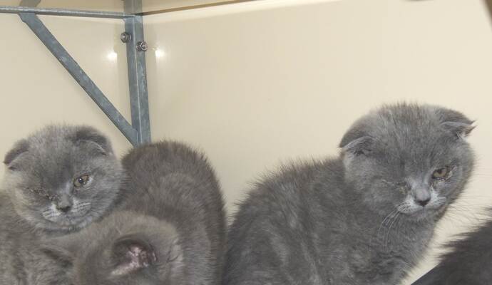 Auch diese Katzenwelpen waren im Lkw.