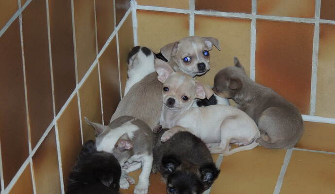 Einige überlebten die Torturen des Transportes nicht.