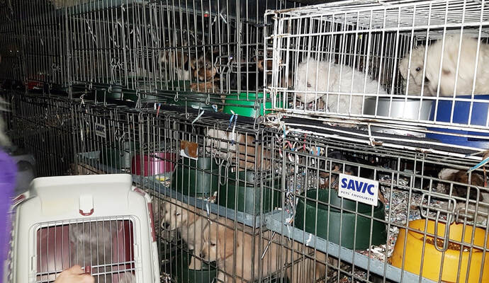 Viele verschiedene Hunderassen waren in den Käfigen im Transporter untergebracht.