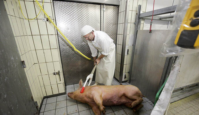 Kurzer Prozess: Andreas Beier betäubt ein Schwein durch einen Elektroschock.