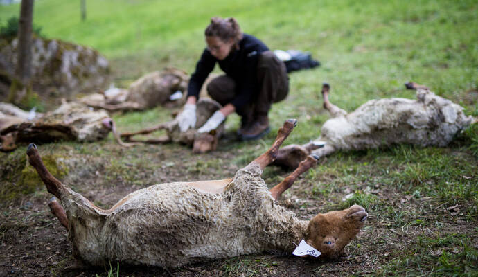 Über 40 Schafe starben nach einer Wolf-Attacke in Bad Wildbad. Über 40 Schafe starben nach einer Wolf-Attacke in Bad Wildbad.