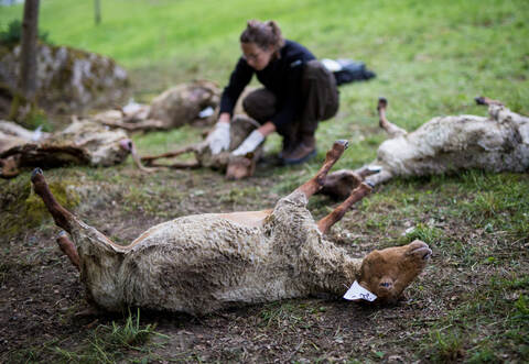 Über 40 Schafe starben nach einer Wolf-Attacke in Bad Wildbad.