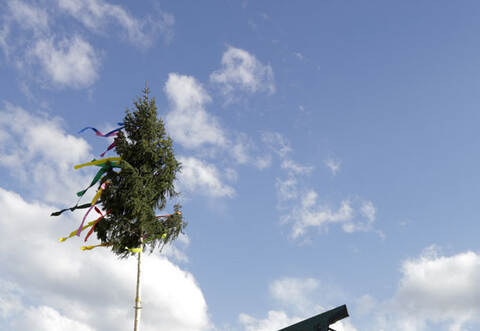 Der 15 Meter hohe Maibaum wurde in Öschelbronn mit einem Forstgerätz aufgestellt. 