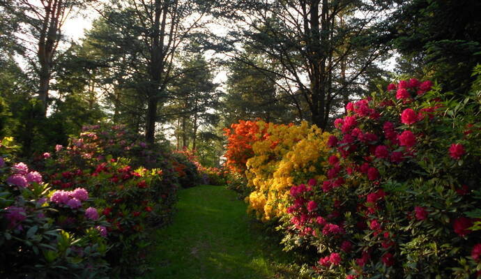 Was für eine Blütenpracht: Die zauberhaften Rhododendren in Karlsbad. Was für eine Blütenpracht: Die zauberhaften Rhododendren in Karlsbad.