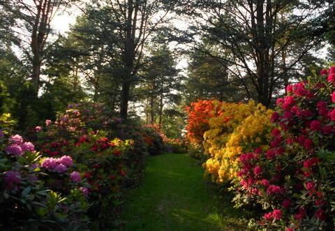 Was für eine Blütenpracht: Die zauberhaften Rhododendren in Karlsbad.