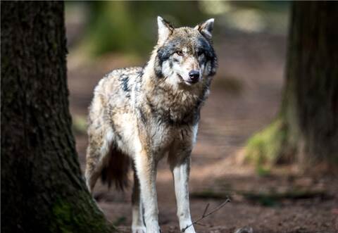 Der Wolf ist zurück.