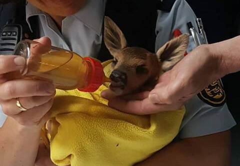 Im Polizeirevier kümmerten sich die Beamten um das Rehkitz.