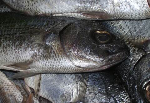 Mutwillig haben unbekannte Täter den Tod von mehreren Zuchtforellen verursacht.