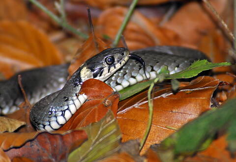 Eine Ringelnatter sorgte in einem Motel in Althengstett für Aufsehen und eine größere Suchaktion.