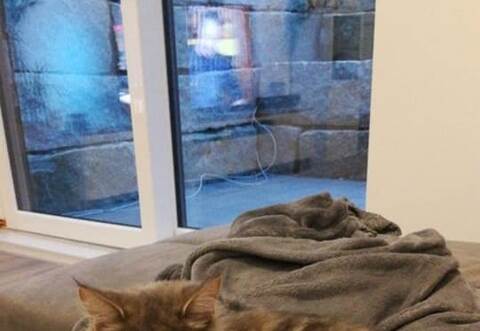 Jimmy ist wieder fit, hat aber noch jede Menge Schmusebedarf.