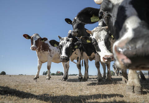 Die Ausreißer konnten schließlich wieder dingfest gemacht werden.
