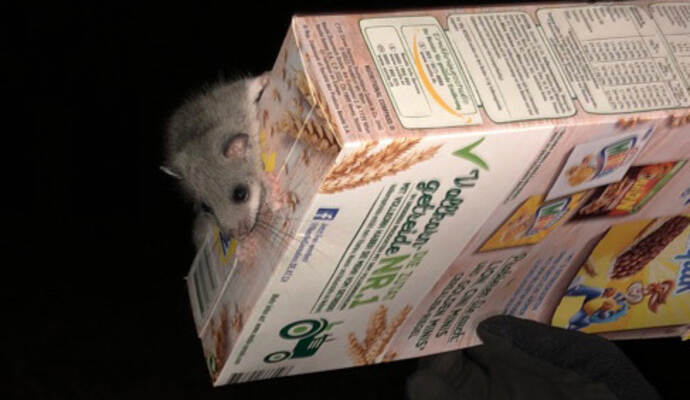 Der kleine Eindringling machte sich über eine Packung Cornflakes her.
