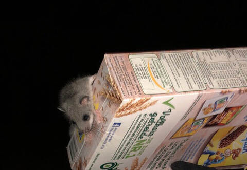 Der kleine Eindringling machte sich über eine Packung Cornflakes her.