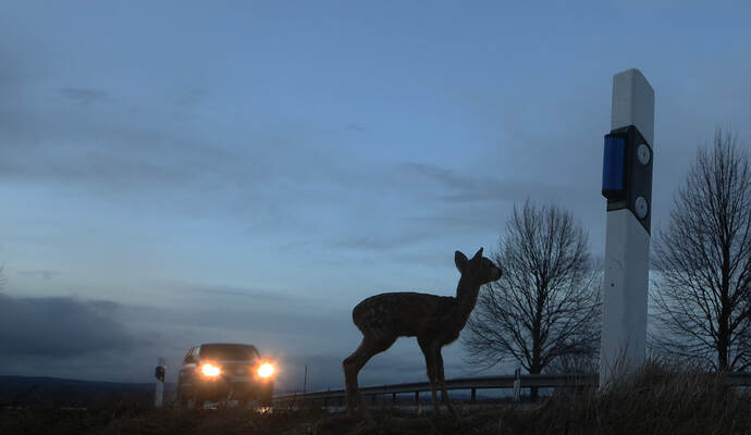 Die 18-Jährige wollte einem Reh ausweichen und verlor die Kontrolle über ihr Fahrzeug.