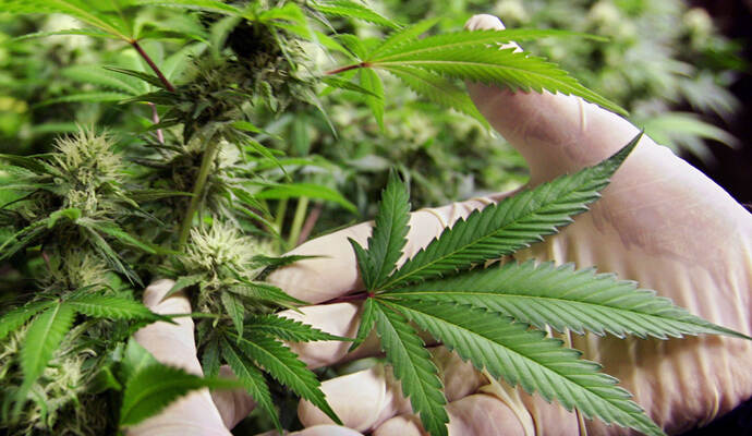 Weit über 50 Marihuanapflanzen fanden die Ermittler in der Wohnung des 22-Jährigen, eine weitere Plantage in der Wohnung seines Vaters. Weit über 50 Marihuanapflanzen fanden die Ermittler in der Wohnung des 22-Jährigen, eine weitere Plantage in der Wohnung seines Vaters.