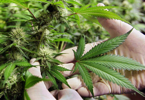 Weit über 50 Marihuanapflanzen fanden die Ermittler in der Wohnung des 22-Jährigen, eine weitere Plantage in der Wohnung seines Vaters.