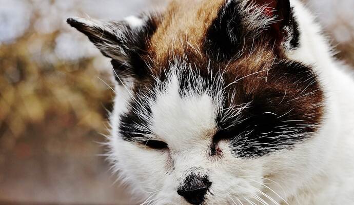 Das Tier war offenbar mit einer klebrigen Flüssigkeit übergossen worden. Bei dem Foto handelt es sich um ein Symbolbild und nicht die betroffene Katze. Das Tier war offenbar mit einer klebrigen Flüssigkeit übergossen worden. Bei dem Foto handelt es sich um ein Symbolbild und nicht die betroffene Katze.