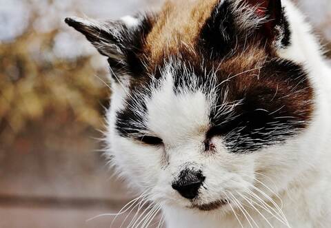 Das Tier war offenbar mit einer klebrigen Flüssigkeit übergossen worden. Bei dem Foto handelt es sich um ein Symbolbild und nicht die betroffene Katze.