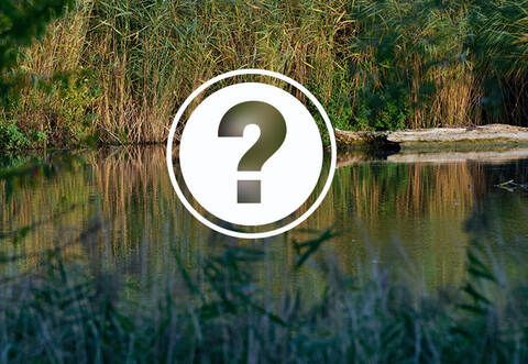 Der Neulinger Achim Rüdiger traute seinen Augen nicht, als er das Tier Anfang Oktober dort fotografiert hat. Mittlerweile ist das Tier weitergezogen.Foto: Rüdiger