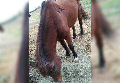 In großen Buchstaben prangt ein Schimpfwort auf dem Rücken des Pferdes.
