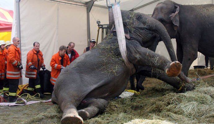 Schwere Hilfe: Elefantenkuh Dehli wurde 2007 in Mühlacker gerettet. Schwere Hilfe: Elefantenkuh Dehli wurde 2007 in Mühlacker gerettet.