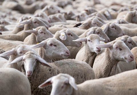 Zum Tatzeitpunkt befanden sich rund 120 Schafe auf der Weide.
