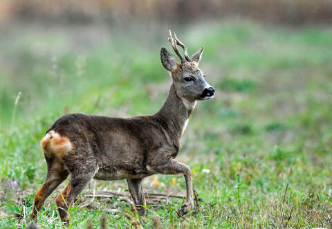 Das verletzte Reh musste erlöst werden.