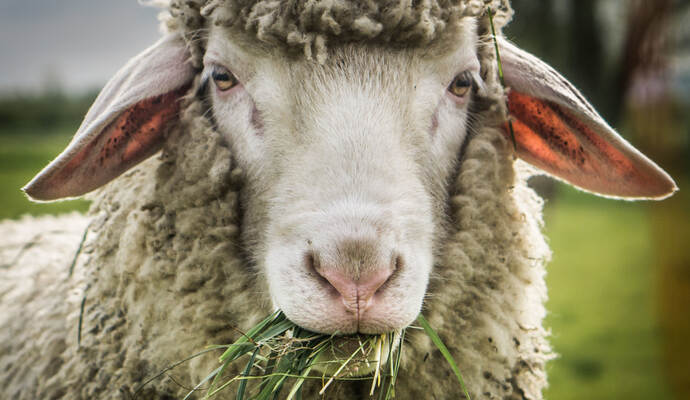 „Ein Schaf schaut zum Küchenfenster rein.“ Eine etwas erschrockene Frau hatte dies am Sonntag bei der Polizei in Bad Wildbad gemeldet. „Ein Schaf schaut zum Küchenfenster rein.“ Eine etwas erschrockene Frau hatte dies am Sonntag bei der Polizei in Bad Wildbad gemeldet.