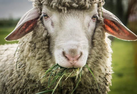 „Ein Schaf schaut zum Küchenfenster rein.“ Eine etwas erschrockene Frau hatte dies am Sonntag bei der Polizei in Bad Wildbad gemeldet.