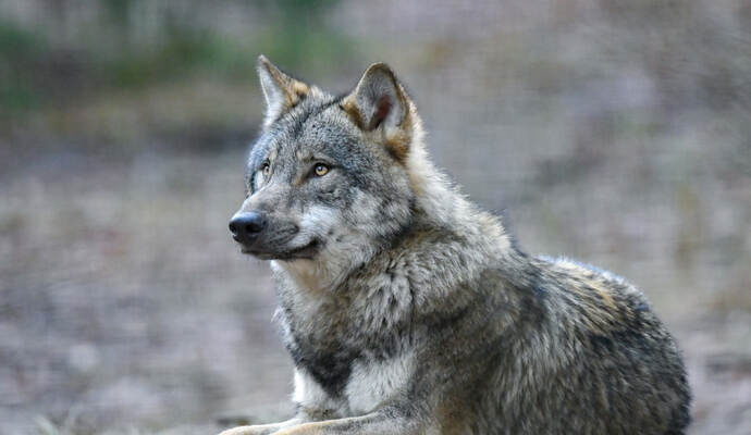 Ob der Wolf und das Schaf überhaupt nebeneinander existieren können, wurde am Samstagabend in Bad Wildbad diskutiert.